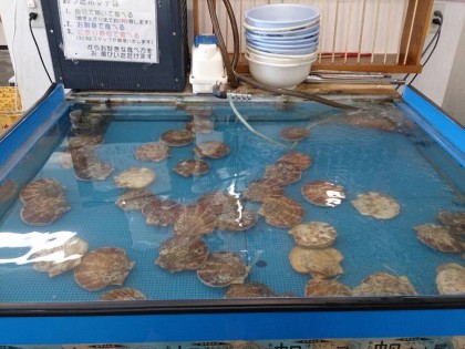 ほたてごや3