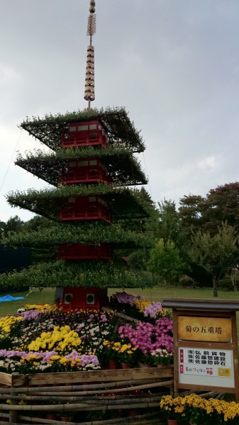 菊6