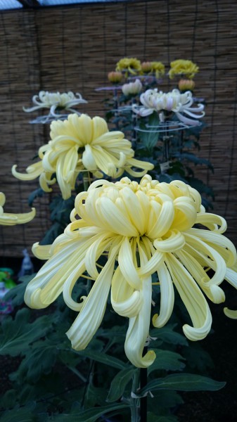 菊9