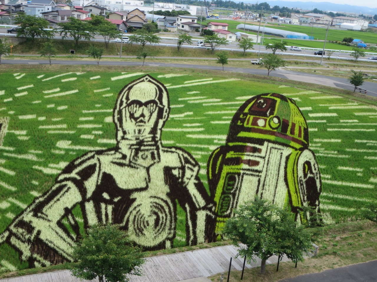 6.田んぼアート3