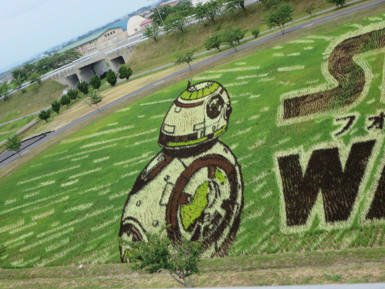 5.田んぼアート2