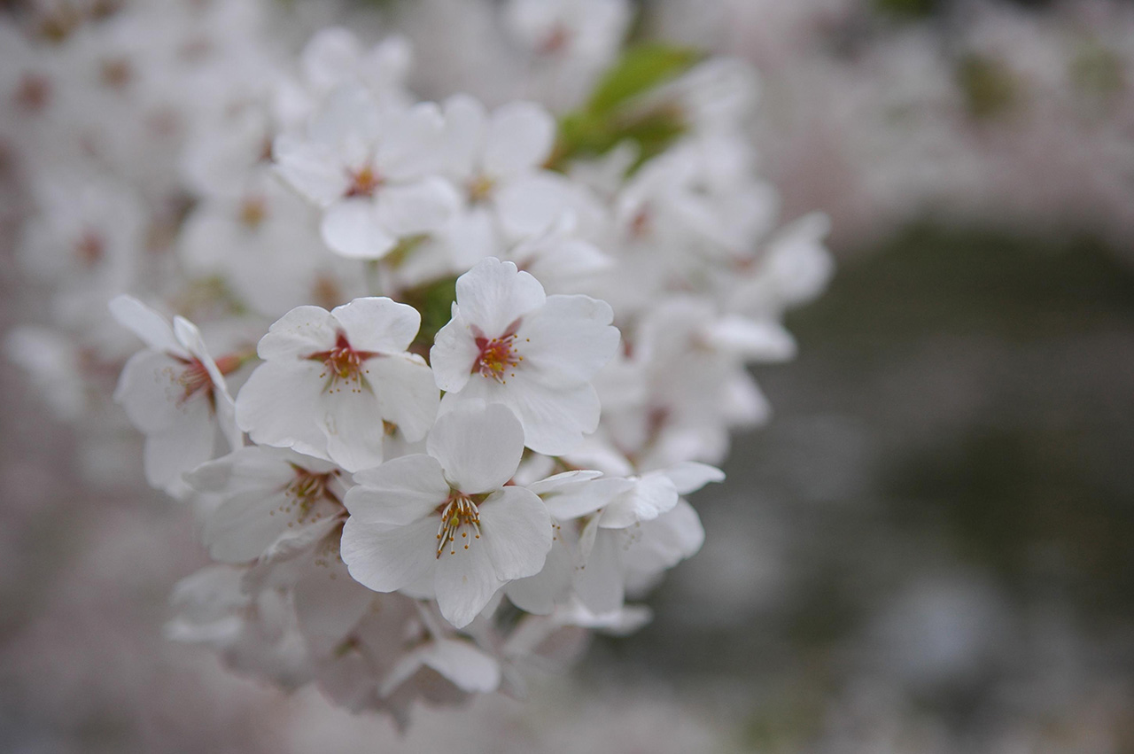 hirosaki999