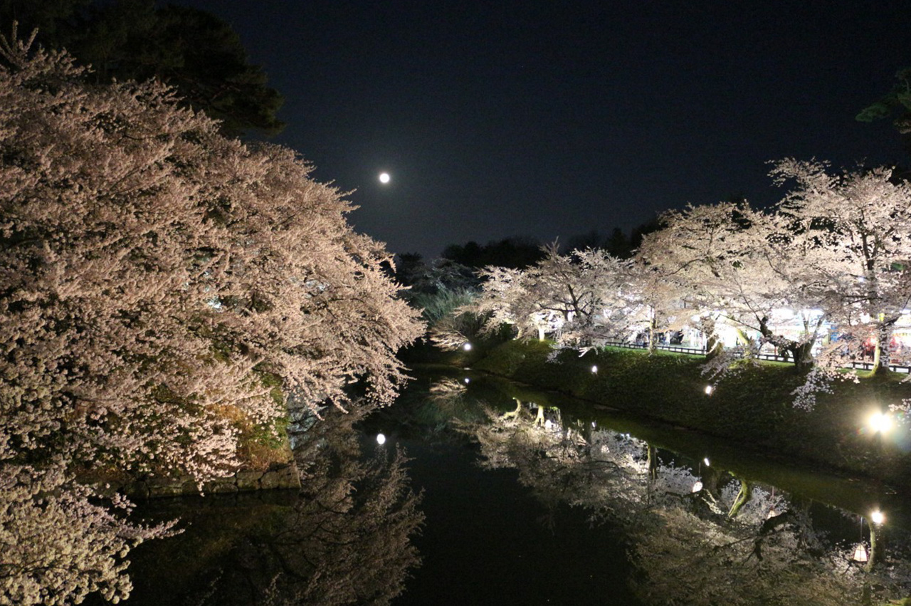 sakura2